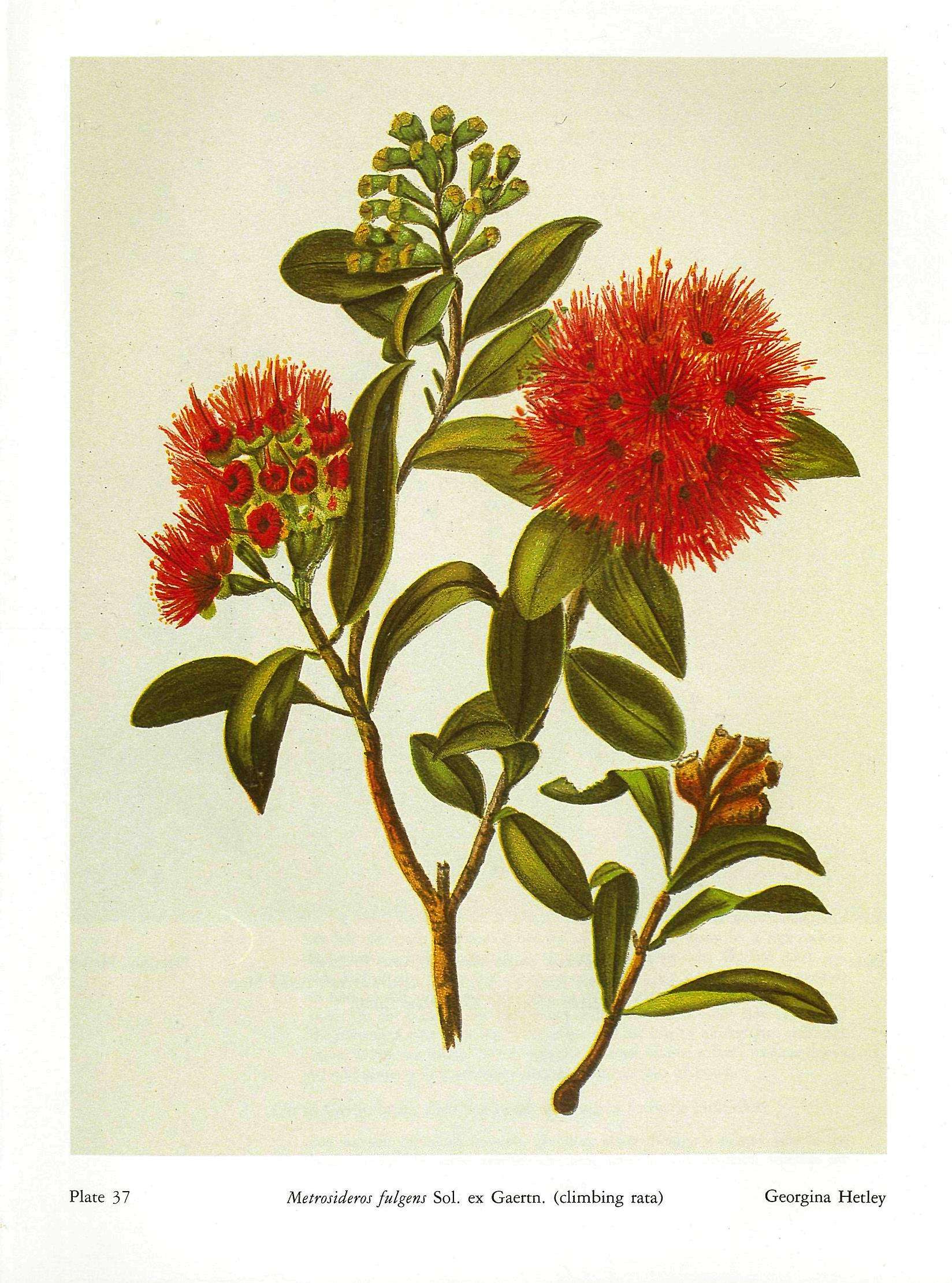 Georgina Burne Hetley