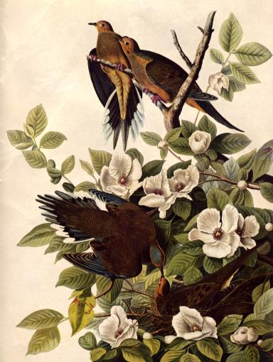 John James Audubon