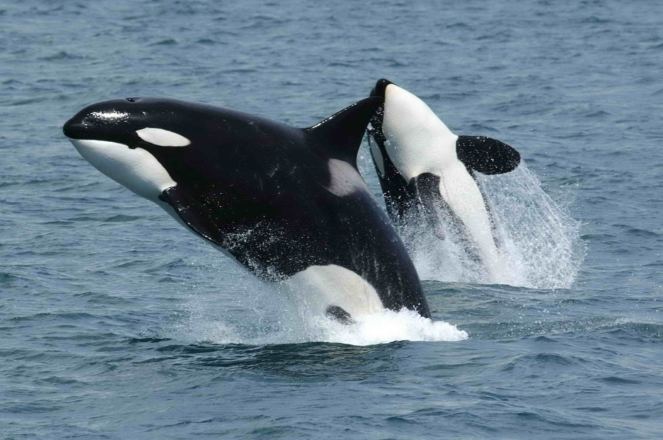Brian Skerry