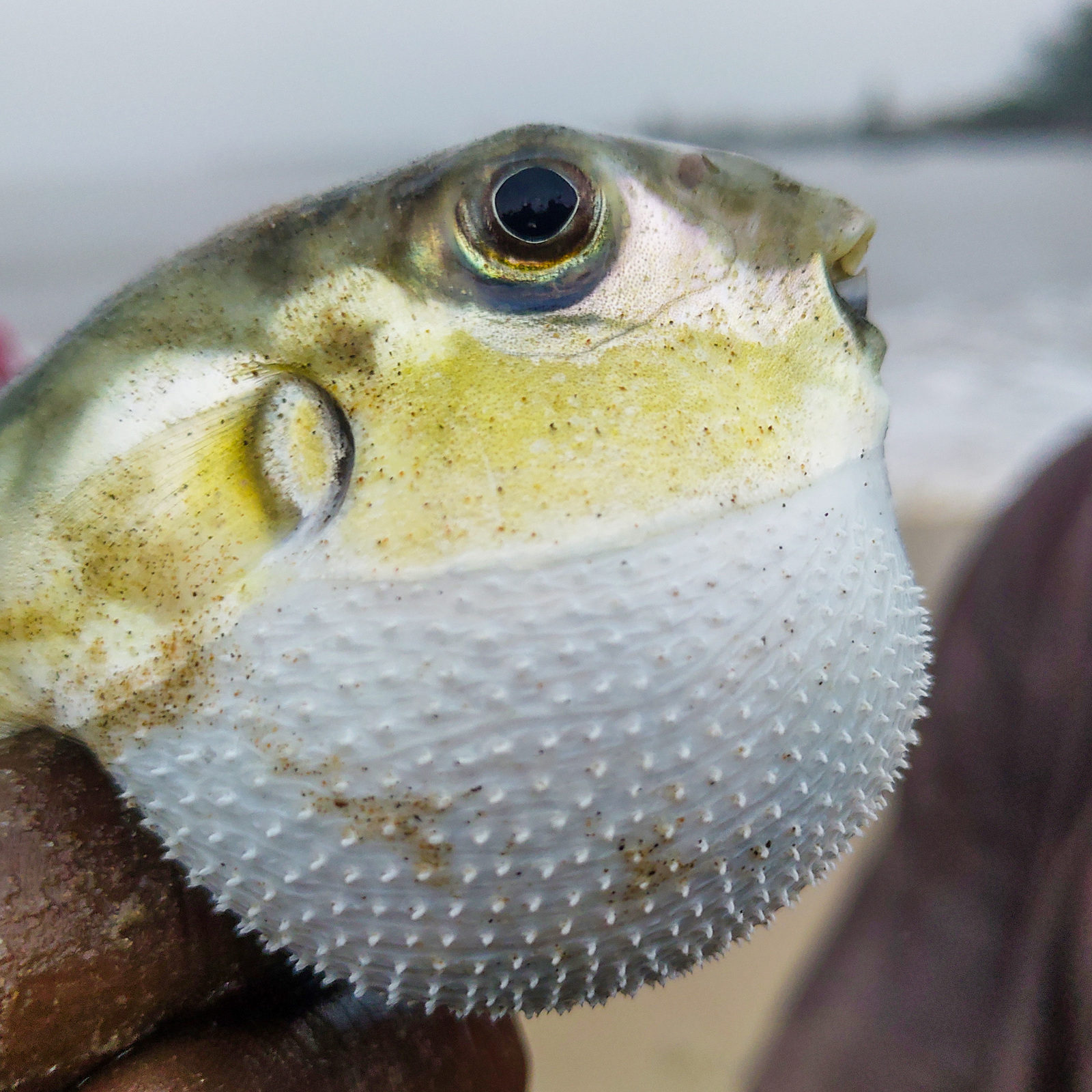  Blowfish