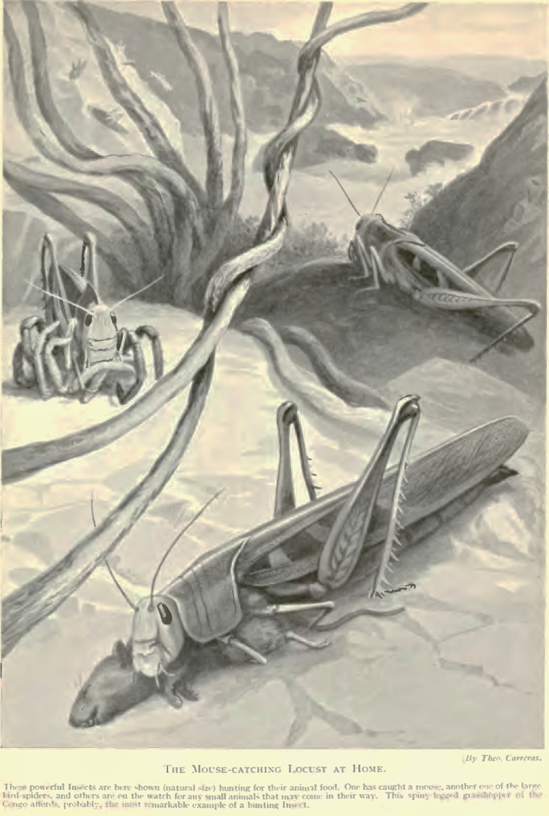 Edward Step