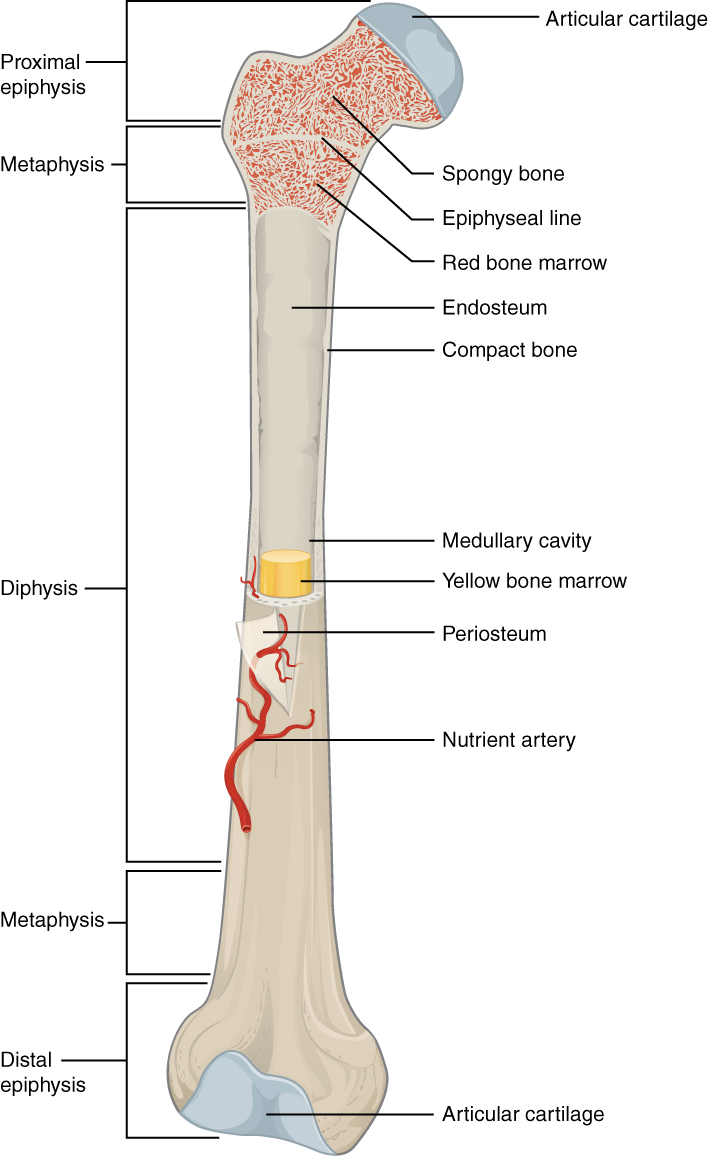 Bones
