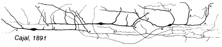 Santiago Ramón y Cajal