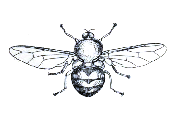 Fly
