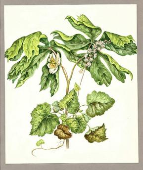 Catharine Parr Traill