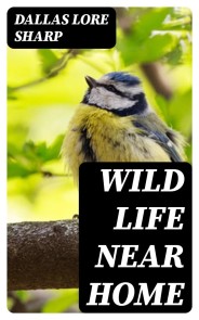 Wild Life Near Home