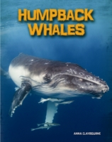 Humpback Whales
