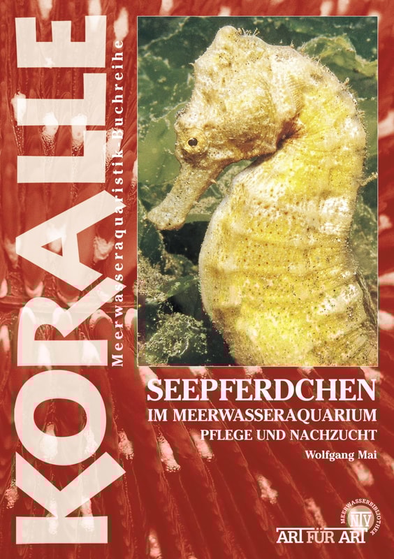 Seepferdchen im Meerwasseraquarium