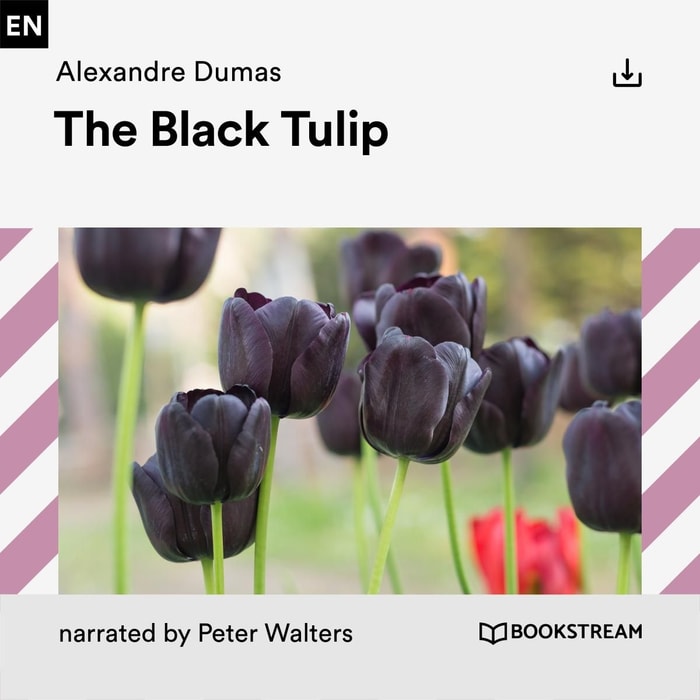 The Black Tulip