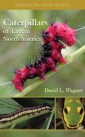 Caterpillars of Eastern North America photo №1