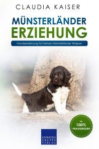 Münsterländer Erziehung Foto №1