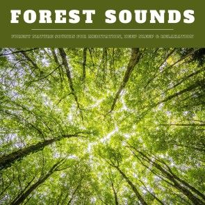 Forest Sounds: Forest Nature Sounds for Meditation, Deep Sleep & Relaxation (XXL Bundle) photo №1
