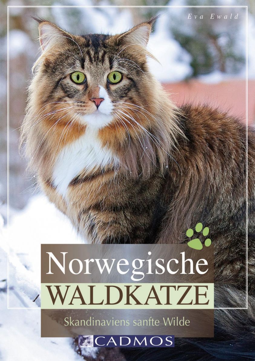 Norwegische Waldkatze Foto 1