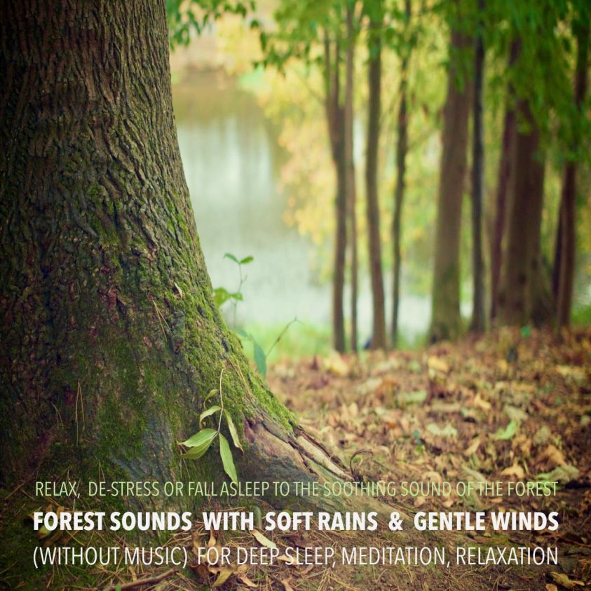 Forest Sounds with Soft Rains & Gentle Winds (without music) for Deep Sleep, Meditation, Relaxation photo 2