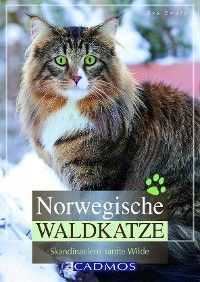 Norwegische Waldkatze Foto 2