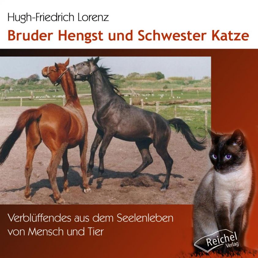 Bruder Hengst und Schwester Katze Foto 2