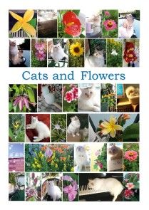 Cats and Flowers photo №1